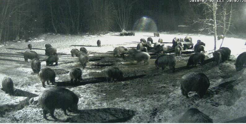 Second Estonian Wild Pig Cam 2010 in Lääne Virumaa - Page 21 1-21