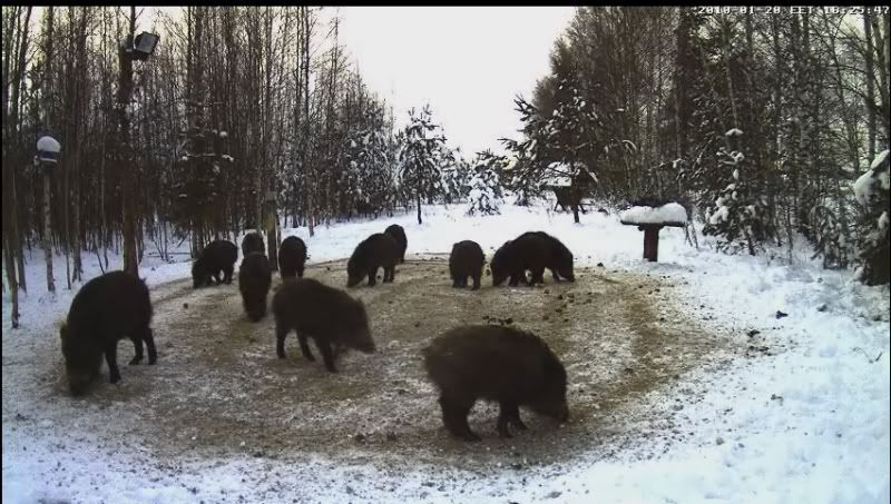 Estonian Wild Pig Cam 2010 - Page 30 12-1