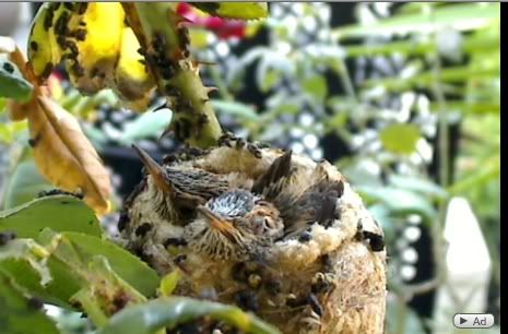 Hummingbird nest cam in California Birdy11