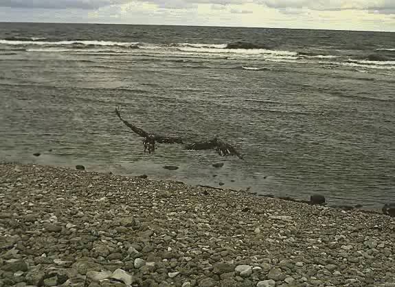 Grey Seal webcam Kaklus