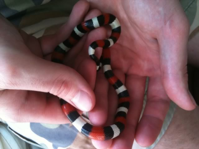 Chilli - Pueblan Milksnake B392091c