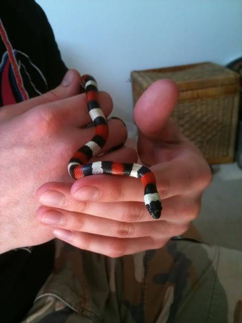 Chilli - Pueblan Milksnake D6cd308d