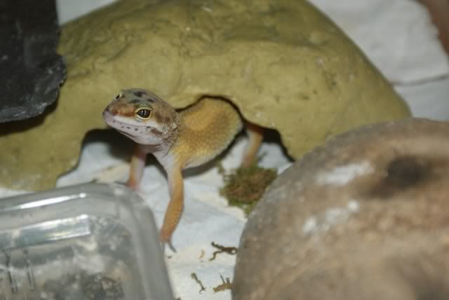 Leopard Geckos Leos10