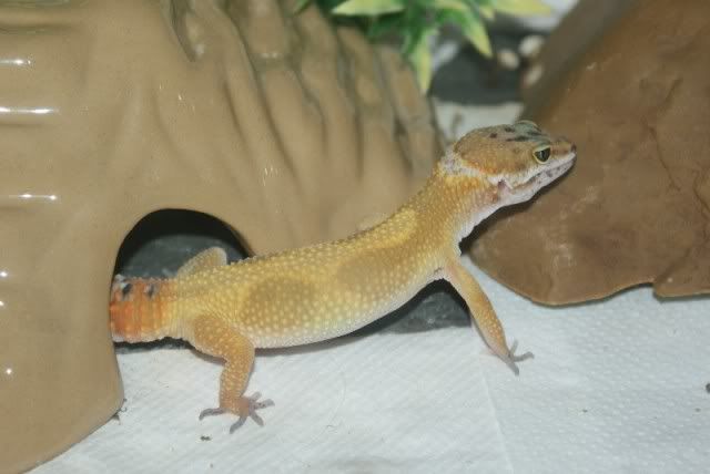 Leopard Geckos Leos3