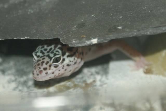 Leopard Geckos Leos5