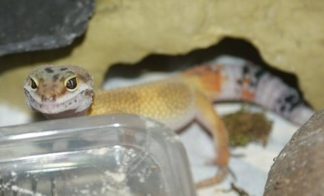 Leopard Geckos Leos6