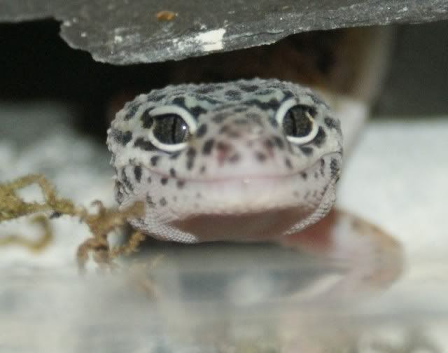 Leopard Geckos Leos7