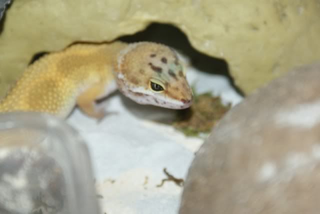 Leopard Geckos Leos8