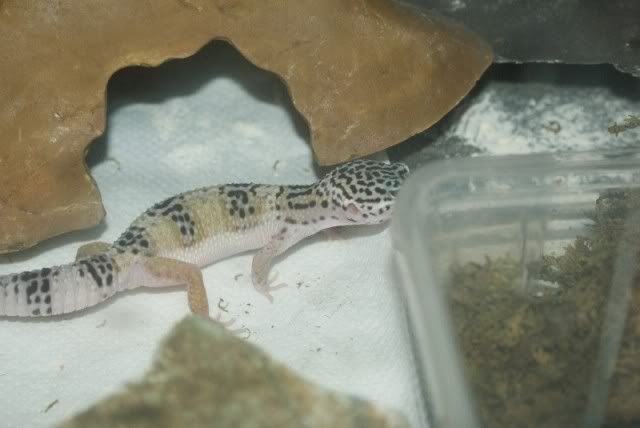 Leopard Geckos Leos9