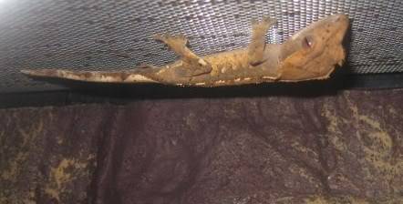 Keiko my lil crestie 25thApril2800x600