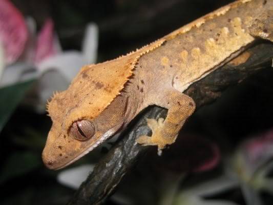 Keiko my lil crestie IMG_0689800x600