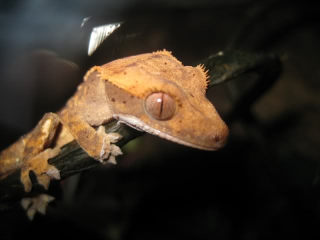 Keiko my lil crestie NickPicollo009