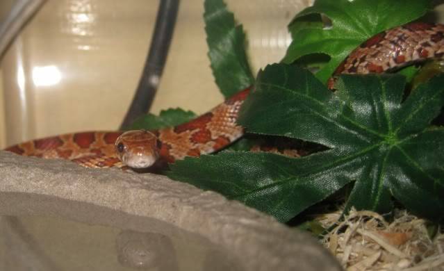 Morph - Corn Snake Corns013800x488