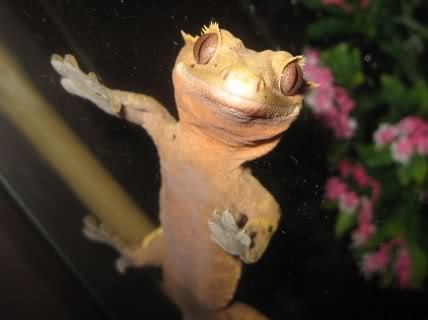 Beautiful Breeding Pair of Crested Geckos - Female Poss Gravid  PomBlossom004428x320