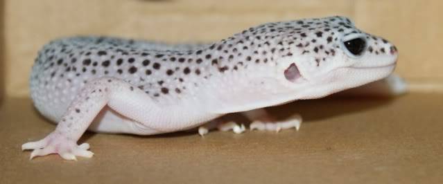 Leopard Geckos DSC00229