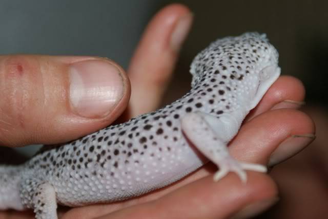 Leopard Geckos DSC00230