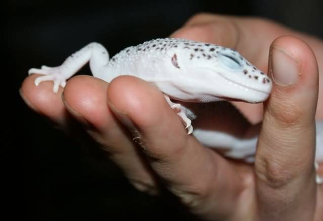 Leopard Geckos DSC00231