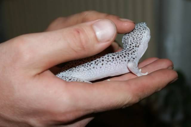 Leopard Geckos DSC00233
