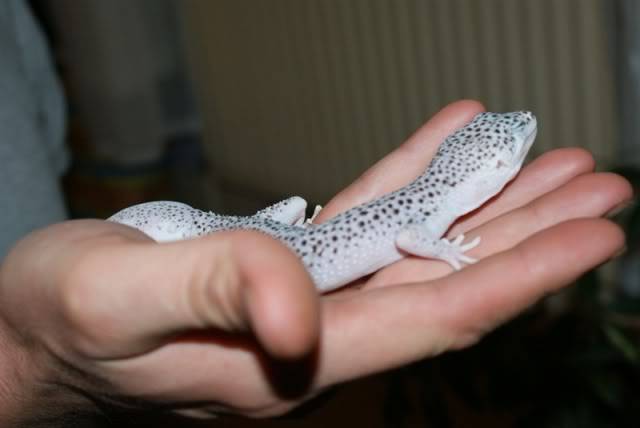 Leopard Geckos DSC00234