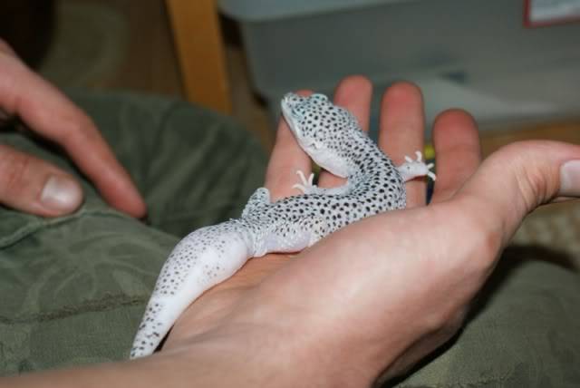 Leopard Geckos DSC00235