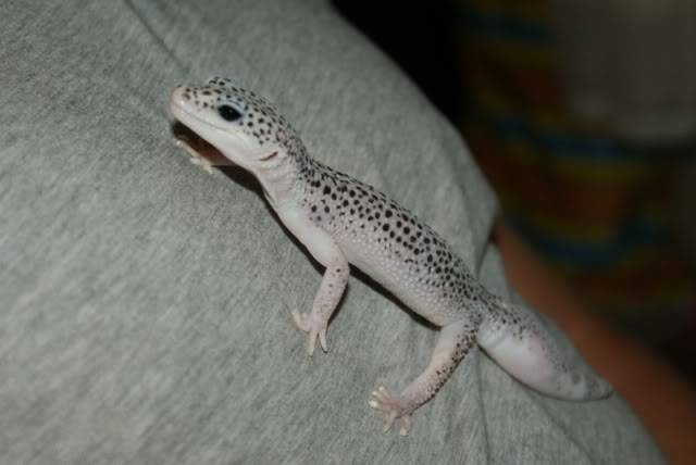 Leopard Geckos DSC00236