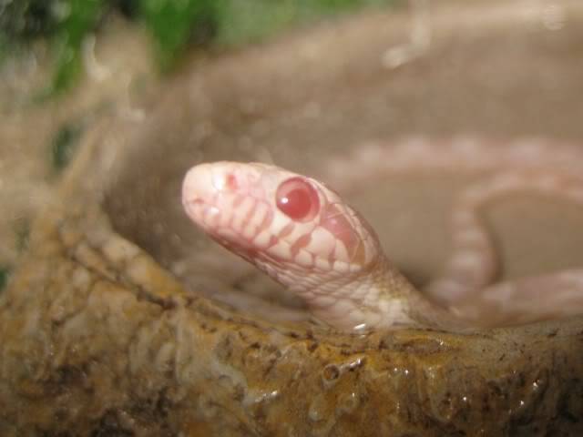 Sookie - Corn Snake Corns008800x600