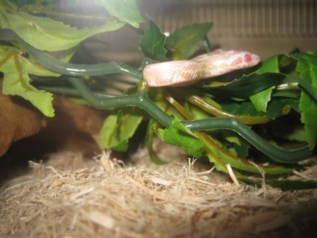 Sookie - Corn Snake Sookie1-1