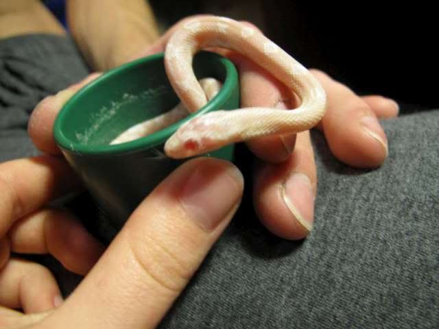 Sookie - Corn Snake Sookie1