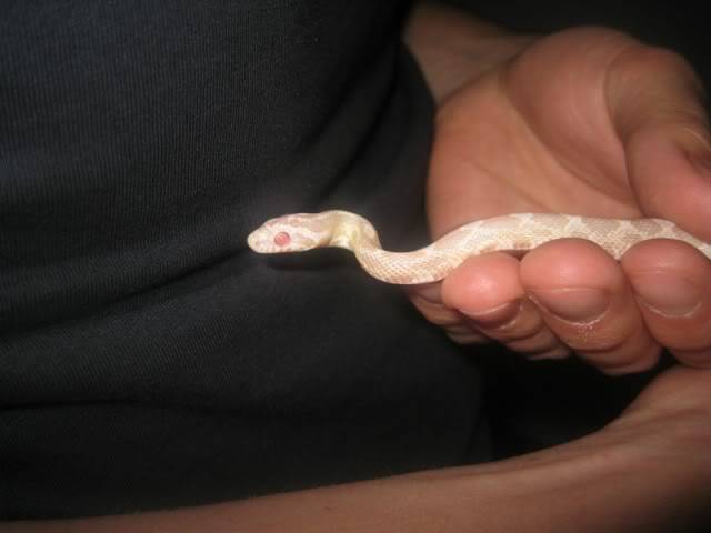 Sookie - Corn Snake Sookie800x600-1