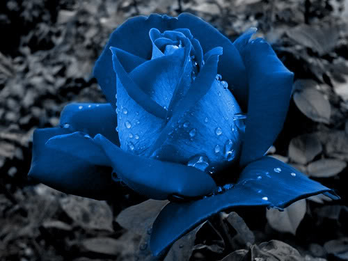 Svet u ... plavom Rose_blue