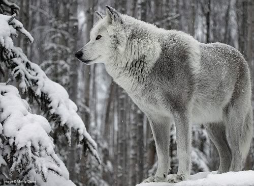 ~VuK~ ^^  <3 Snowwolf-vi