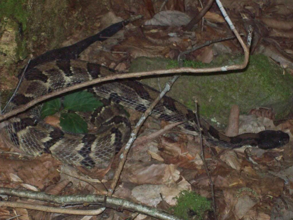 timber rattler Picture012-1