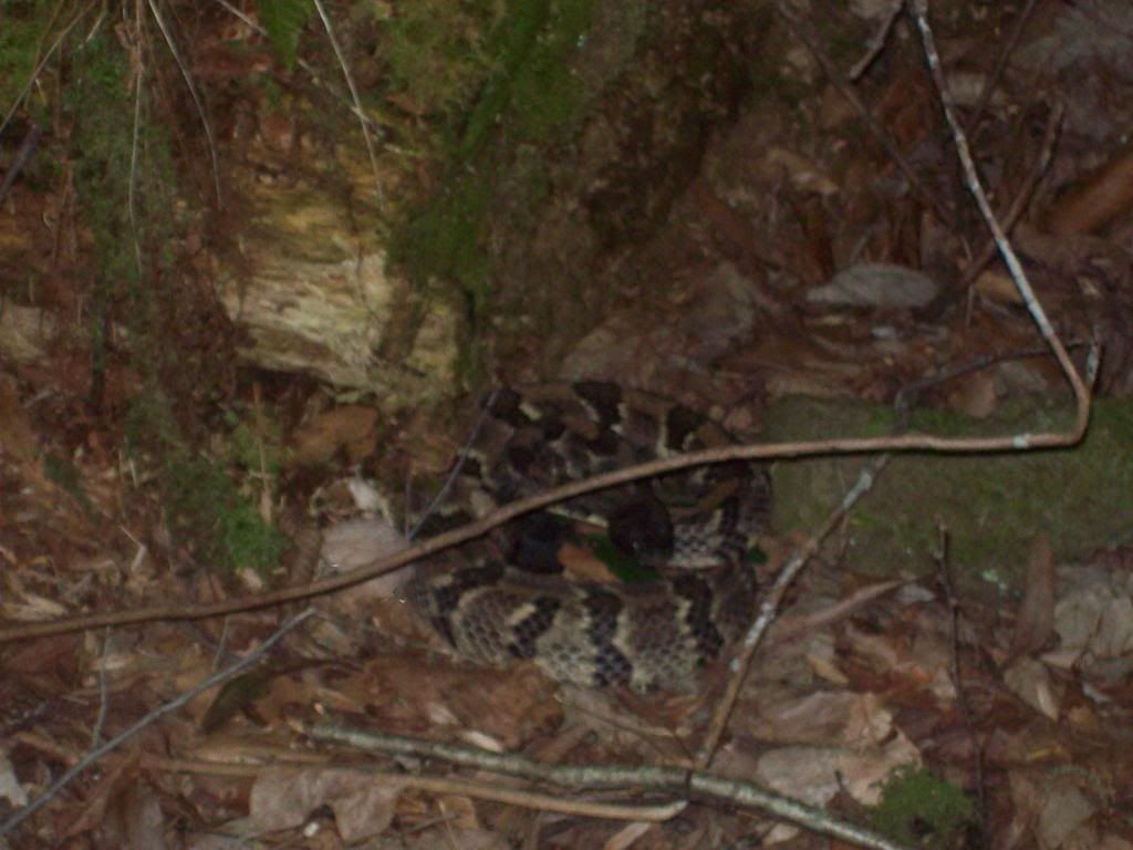 timber rattler Picture013