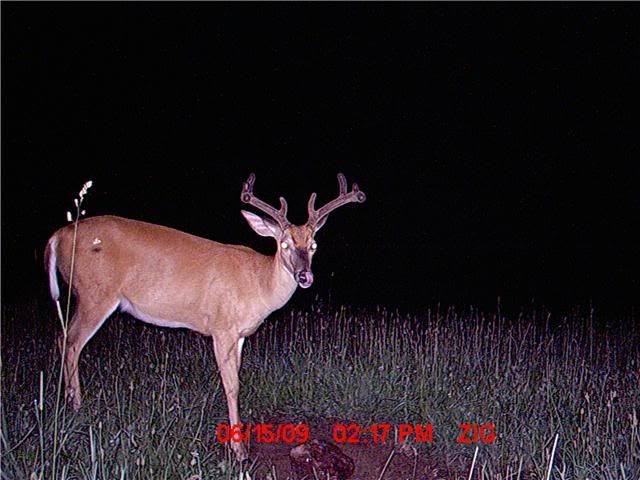 Some bucks that might make the list this year!!! GetAttachment-32