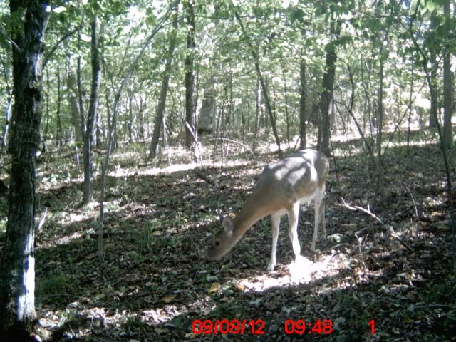 Scouting Trailcamacrossedtheriver004