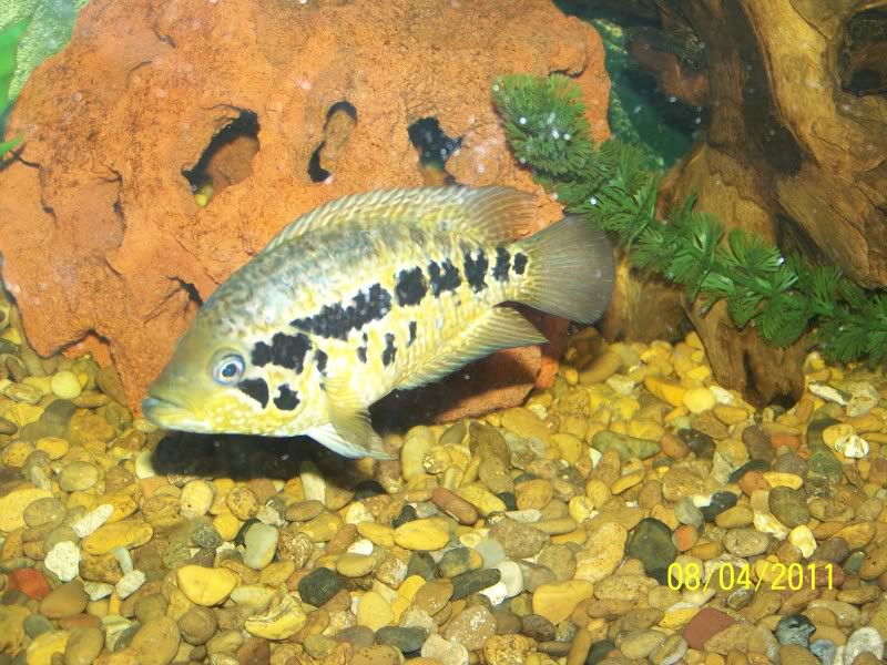 una actualizacion de mis peces 100_8480