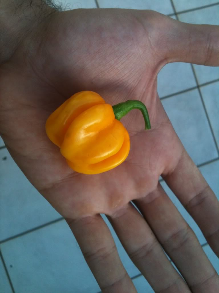 Que pimenta é essa? Foto14