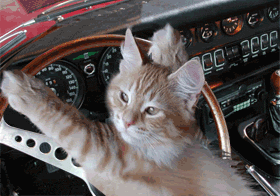 صور متحركـة مُضحكه  CatDrivesCarWheel