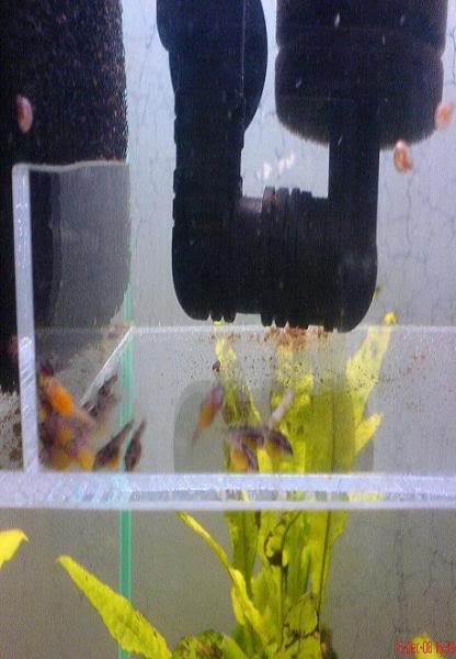 Pics of my L182 and L144 fry Wigglers11