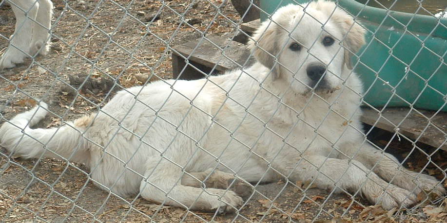 Great Pyreneese x pups -$100 each-photos now Male