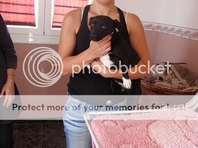 ADOPTADA---MORENITA SOLA EN UN TERRADO URGE ADOPCION ALMERIA DSC08354