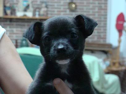 POCHI BEBE GUAPISIMO EN ADOPCION ALMERIA adoptado DSC08565