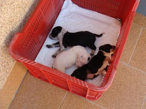 CACHORRITOS EN ADOPCION URGENTE ALMERIA todas adoptadas Juntas1