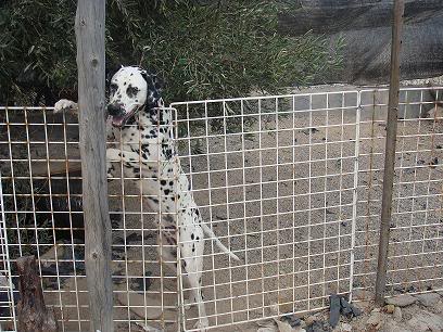 MERLIN, precioso dalmata 1 año en adopcion ALMERIA adoptado Merlin1