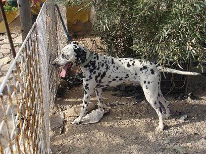 MERLIN, precioso dalmata 1 año en adopcion ALMERIA adoptado Merlin3