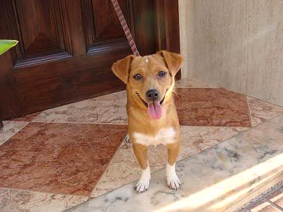 ADOPTADA--NATILLA, 8 meses con drogadictos urge ALMERIA Natilla3