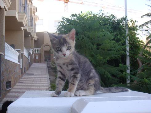 POMPITA ABANDONADA AL NACER.... ALMERIA ADOPTADA Pompita3