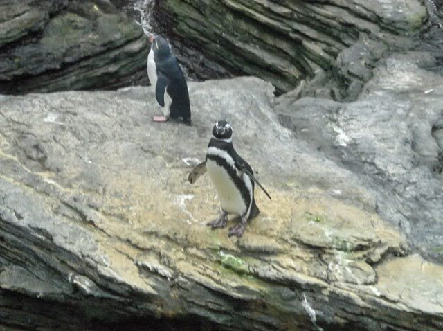 Oceanário de Lisboa HPIM3200