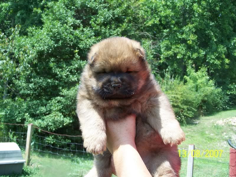 Cute Animal Tournament Round 1.7 Husky v Chow Chow Puppies 100_0321