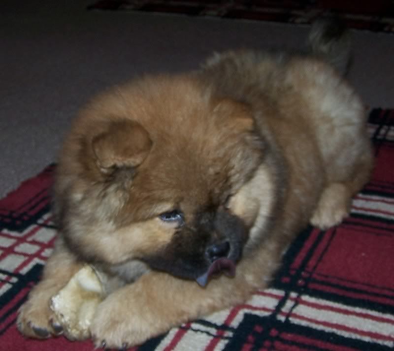 Cute Animal Tournament Round 2.4: Chow Chow Puppies v English Cocker Spaniel puppies Angelbluetongue